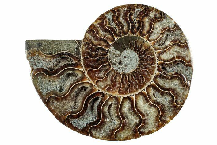Cut & Polished Ammonite Fossil (Half) - Deep Crystal Pockets #344430